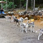 Mush! Mush! Playing With Sled Dogs in Skagway, Alaska