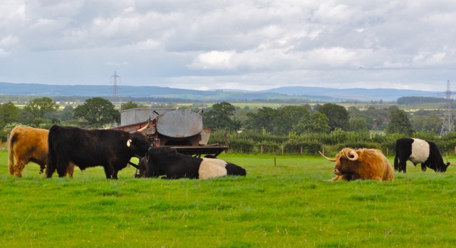 gretna_cattle Highland cattle and belted jerseys at Gretna Green