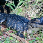 South Florida Sampler: Miami, Sanibel, The Everglades and The Keys
