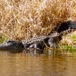Alligators Hate the Cold: Searching for Gators in Myakka River State Park