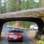 The Largest Living Thing, The Lowest Point in North America and More