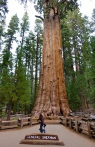general sherman tree world's largest tree