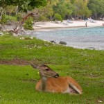 Wild Donkeys at Caneel Bay in St. John