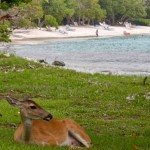 Why Are There Deer in St. John?