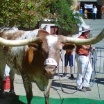 Finding Bevo: Tracking Down the Texas Longhorns Mascot