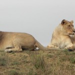 South Africa Honeymoon: The Ultimate Itinerary