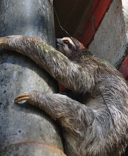 sloth sloth panama