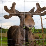 Moosepark in Laganland: On the Road to Skane, Sweden