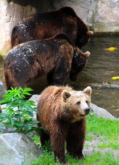 skansen bears stockholm zoo