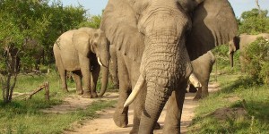 A Look Back at a Perfect South Africa Honeymoon
