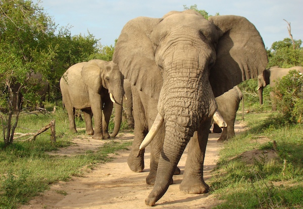 Elephants in Sabi Sands, South Africa