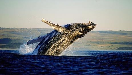 Humpback Whale Breaching at Hermanus, South Africa